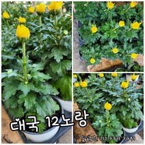 대국 노랑 012랜덤 특 공기정화식물/미세먼지/공기정화효과 공기정화식물