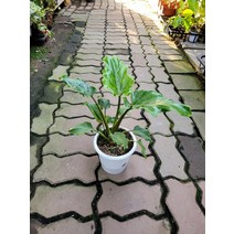 7900 제나두셀렘 셀럼 중품 30~50cm