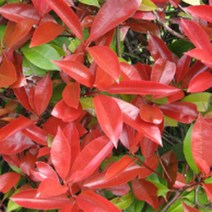 묘목/홍가시나무 레드로빈/수고 90cm~1m/2주 KJ1645, 1개