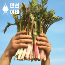 완전신선한 눈꽃 땅두릅 두릅 제철나물 독활 가평 참두릅 봄나물 세발나, 500g, 2개