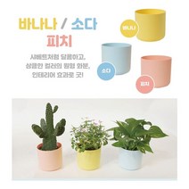 제이트리플라팜 샤베트화분 3호 36개 세트 아이디어 분갈이 소형 저면관수 다육 다육이 미니 인테리어 원형 스틱+jaytreㄷ, 선택_바나나