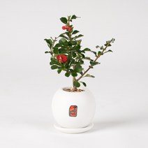 미니 매화 분재 반려식물, 화이트, 1개