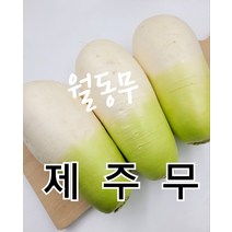 무 제주 월동무 2개 3kg내외 야채맘