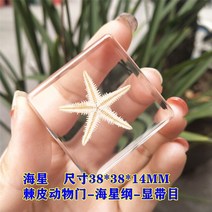 신제품 해양 수지 표본 호박 파충류 실제 동물 열대어 게 교육 관찰. 가정 12 월, 21 24