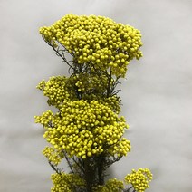 프리저 브드 버드 플라워 시들지 않는 꽃 45-50cm 천연 식물 말린 보존 신선한 홈, 노란색, 40-55cm(20-25g)