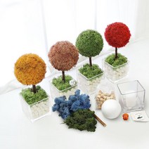 그린썸 모스트리 편백큐브 반제품 스칸디아모스 미니화분, 레드