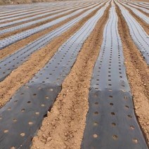 멀칭비닐 유공 직경 5cm 텃밭 농사 비닐 양파 마늘, 구멍 직경 5cm(3롤), 폭 1.2m x 길이 약 240m