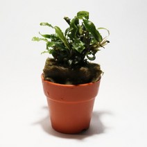 바보사랑 부세파란드라 벨벳.미미네아쿠아, 상세 설명 참조