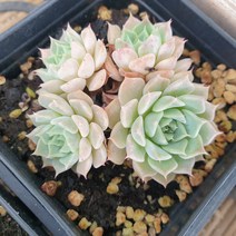[수암다육] 콩콩볼 랜덤발송 Echeveria 랜덤발송 다육 다육이 다육식물 413