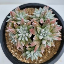 [메카다육]100-0723 화이트그리니(두들레야) 화분포함 다육식물