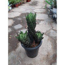 용의발톱