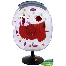 투명 세포 확대모형R-STS