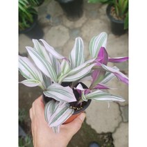 삼색달개비 소품