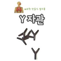 (10개입) Y자관 폐모형 만들기