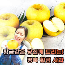국내산 경북 시나노 골드 황금 사과, 2.1kg내외(8과)