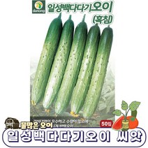 일성백다다기오이(흑침) 500립/오이씨앗 오이 오이씨 맛있는오이 흑침오이 /DW1