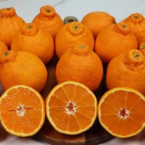 제주 노지 한라봉 미니 대과 특과 3종 크기선택 자연그대로 인위적인 재배 NO 5kg 10kg, 제주 자연 한라봉 미니 10kg 50-65과