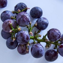 프리미엄 고당도 거봉 포도 900g 2kg 영동 하우스 제철 봉지 추석 선물세트, 영동 거봉 포도 2kg