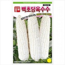 백초당옥수수 씨앗, 백초당옥수수씨앗 100립