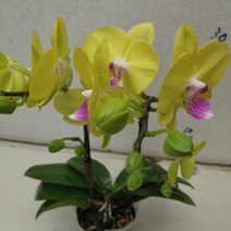 [성심] 호접난(쥬피터)