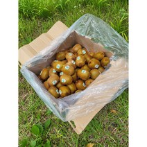 뉴질랜드 제스프리그린키위 뉴질랜드키위 그린키위 참다래 제주그린키위 2.5KG 5KG 10KG, 뉴질랜드그린키위 대과 10KG, 1개