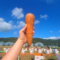 친환경 마음밭 흙당근 향 좋고 아삭한 국내산 무농약 당근 5kg, 상5kg