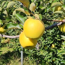 고당도 아삭 황금사과 시나노 골드 3kg 5kg, 3kg(중과 12-13과)