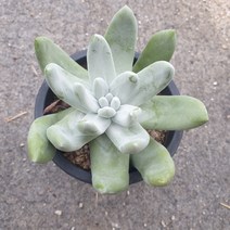 [수암다육] 두들레야 파키피덤 랜덤발송 Dudleya pachyphytum 다육 다육이 다육식물