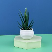 매화분재 소나무 그린피아 철쭉 찔레 인공 식물 분재 오렌지 석류 과일 칠리 트리 화분 용 창턱 장식 홈 테, 10 21