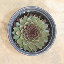 마호가니 바위솔 키우기쉬운식물 노지월동가능 공기정화식물