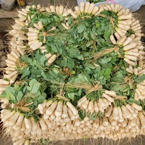 국내산 정말 맛있는 고랭지 초롱 알타리 무 [노블프레쉬], 알타리무 2단, 1개