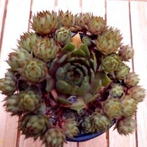 호랑이발톱 바위솔 키우기 쉬운 실내 거실 다육 식물 화분1-30 랜덤발송, 단품