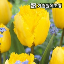 튤립 구근 모음 5개세트 2023년 신상품 가림원예조경, 크리스탈스타(구근5개세트)
