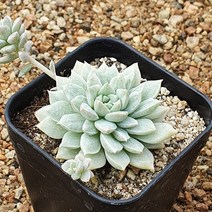 [다육]리틀장미금, 1개