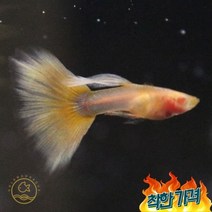 알비노 옐로우 턱시도 구피 쌍