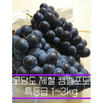 [고당도] 제철 켐벨 캠벨포도 1~3kg 프리미엄 특등급 모동 모서 봉지 노지 포도 거봉 켐벨 캠밸 머루포도 제철과일 선물세트, 1kg