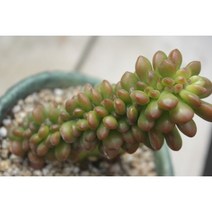환엽송록철화, 환엽송록철화(완성분)