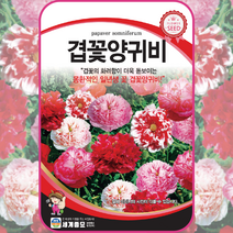 주주씨앗 겹꽃양귀비 씨앗 100립 겹양귀비 겹꽃 봄 꽃씨 여름 가을