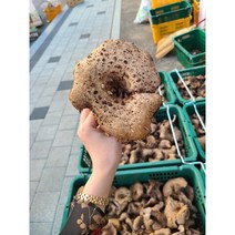 울진 진주농산 국내산 능이버섯 (생 냉동 건조 택1), 건능이30g(원물360g손질후 건조)