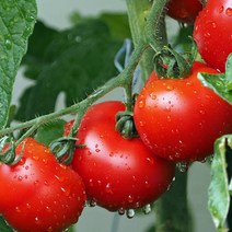 영화청과 특급 국내산 토마토 10kg 요리 즙 주스 소과