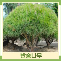 소나무 묘목 반송 폭50~60cm(분) 1개