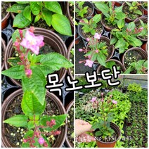 목노보단 소품 랜덤 공기정화식물/미세먼지/공기정화효과 공기정화식물
