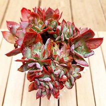 러우철화 중품 계절 옷을 입는 다유기 다육식물1-400, 단품