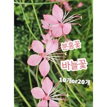 분홍바늘꽃-10개or20개/노지월동최강 잔잔한 매력 생명력강한 야생화 바늘꽃, 10개