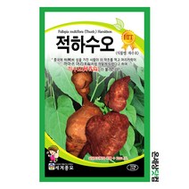 적하수오 50립 / 적하수오씨앗 하수오씨 종자 토속나물 주말농장 베란다텃밭