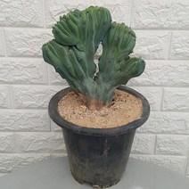 용신목 철화 선인장55