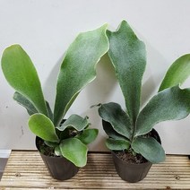 행복한꽃순이 박쥐란(소)