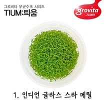 무균수초 인디언글라스 스라 메릴/무균배양/액상배지/