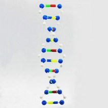 DNA 이중나선 입체모형(케이스형)