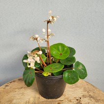 3900 콘치폴리아 베고니아 소품 수입식물 10~25cm